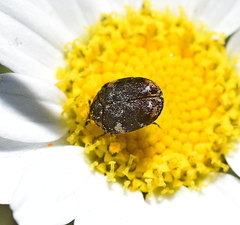 Anthrenus mroczkowskii
