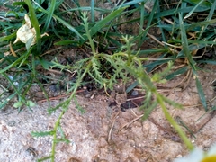 Cladanthus mixtus