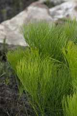 Nanobubon strictum