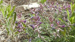 Astragalus tephrodes