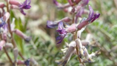 Astragalus tephrodes