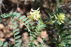 Astragalus pomonensis