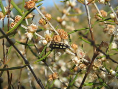Castiarina crocicolor