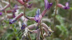 Astragalus tephrodes