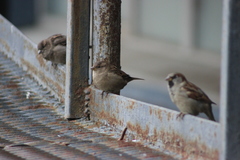 Passer domesticus