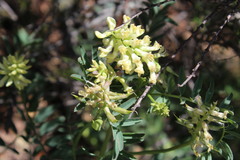 Astragalus pomonensis