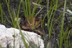 Drosera ericgreenii