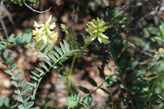 Astragalus pomonensis
