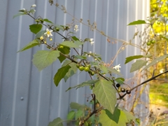 Solanum nigrum