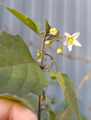 Solanum nigrum