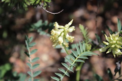 Astragalus pomonensis
