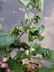 Solanum nigrum