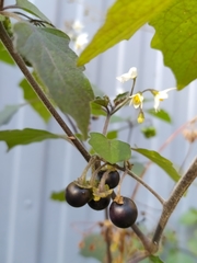 Solanum nigrum