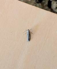 Scrobipalpa aptatella