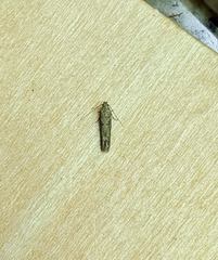 Scrobipalpa aptatella