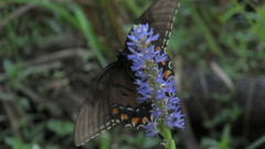Papilio glaucus image