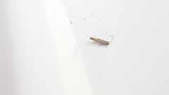Lepidoptera