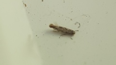 Lepidoptera