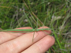 Phasmodinae