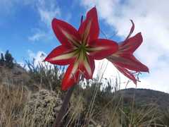 Hippeastrum morelianum