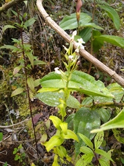 Habenaria monorrhiza