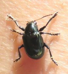 Typophorus