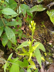 Habenaria monorrhiza