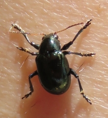 Typophorus