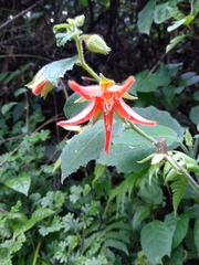 Loasaceae
