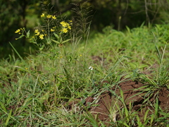 Senecio bombayensis