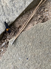 Calopompilus maculipennis