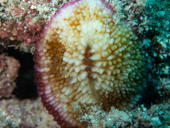 Ctenactis