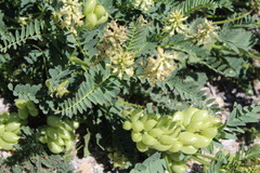 Astragalus pomonensis