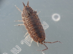 Porcellionides elegans