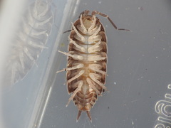 Porcellionides elegans