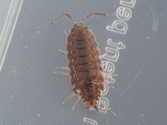 Porcellionides elegans