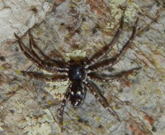 Tharpyna campestrata