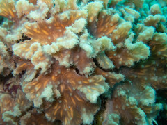 Sinularia brassica