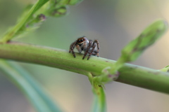 Carrhotus xanthogramma