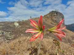 Hippeastrum morelianum