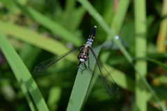 Orthetrum albistylum speciosum