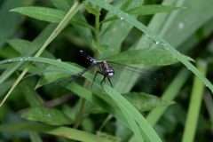 Orthetrum albistylum speciosum
