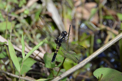 Orthetrum melania