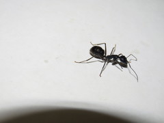 Camponotus molossus