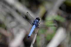 Orthetrum melania