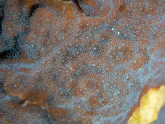 Psammocora nierstraszi