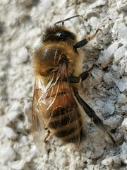 Apis mellifera