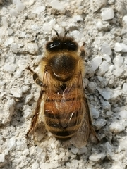 Apis mellifera