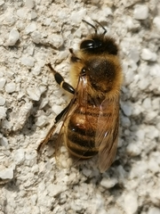 Apis mellifera
