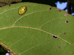 Eurypepla brevilineata